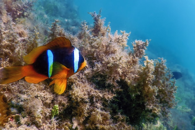 Red Sea clownfish (Amphiprion bicinctus) Red Sea, Marine life