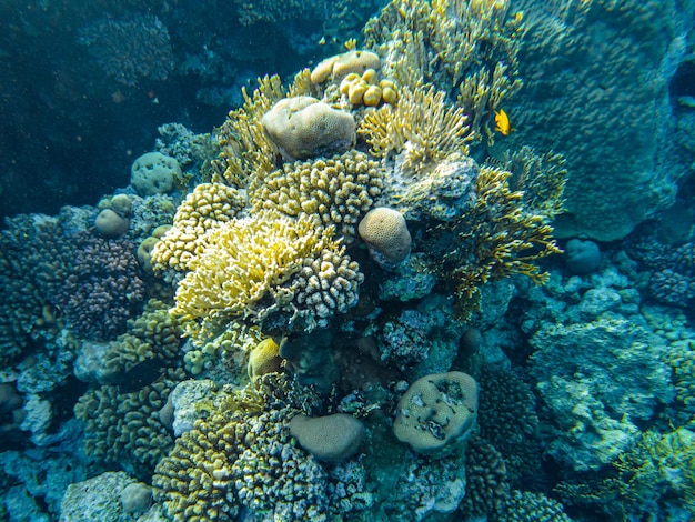 Red sea corals closeup sharm el sheikh