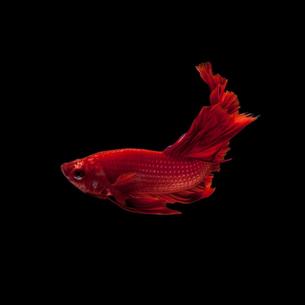 Red siamese fighting fish