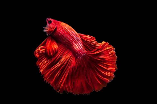 Red Siamese fighting fish