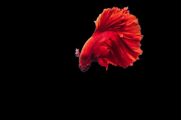 Red Siamese fighting fish