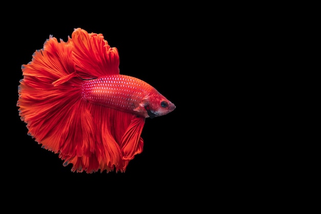 Red Siamese fighting fish