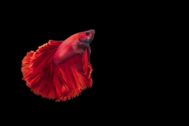 Red Siamese fighting fish