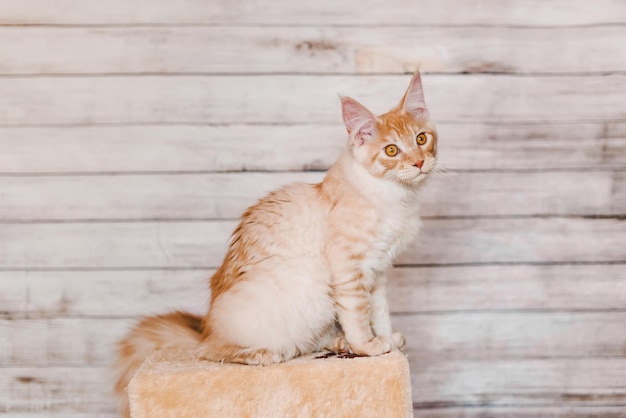 Red Silver Tabby Maine Coon Kitten