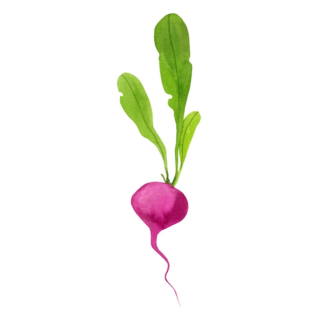 Red small radish with large leaves