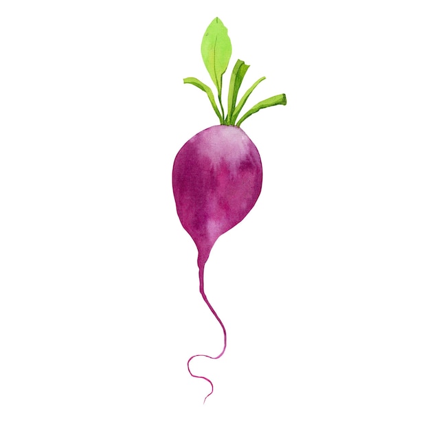 Red small radish