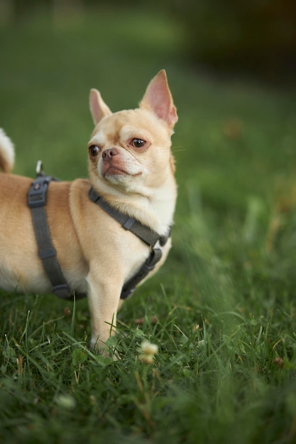 Red smooth-haired dog of the Chihuahua breed walks and sits on the green grass in summer.