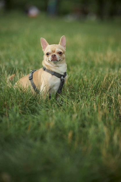 Red smooth-haired dog of the Chihuahua breed walks and sits on the green grass in summer.