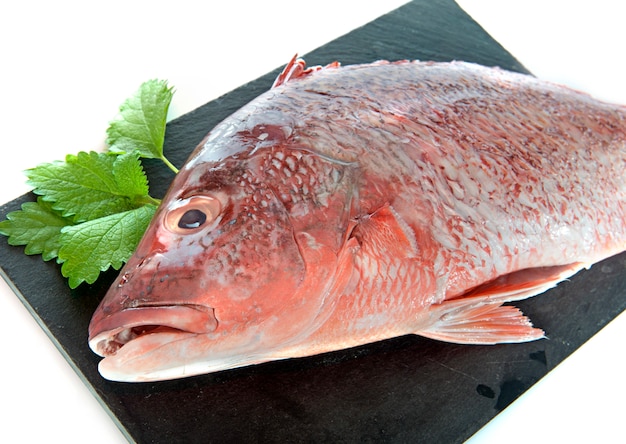 red snapper