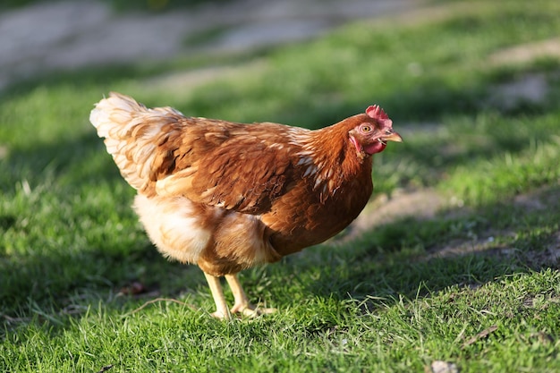 Red and speckled chicken on the grass