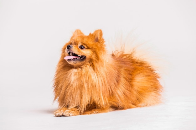 Red spitz dog isolated on white background