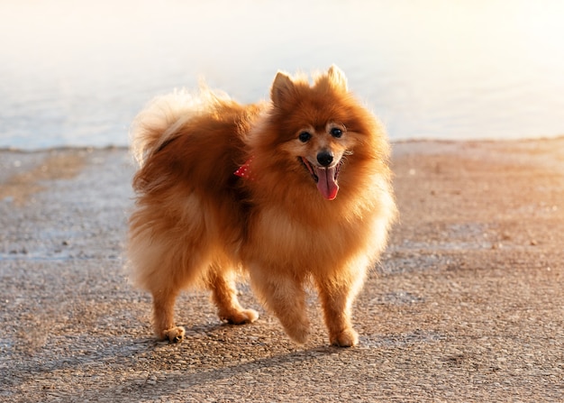 Red Spitz Pomeranian standing on the lake shore