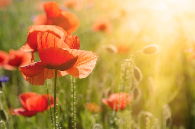 Red spring poppy