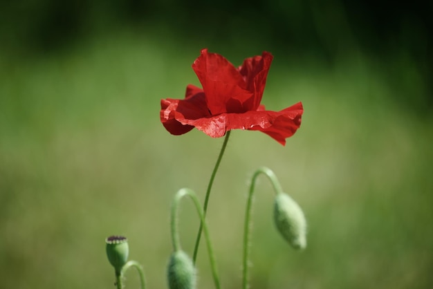 Red spring poppy