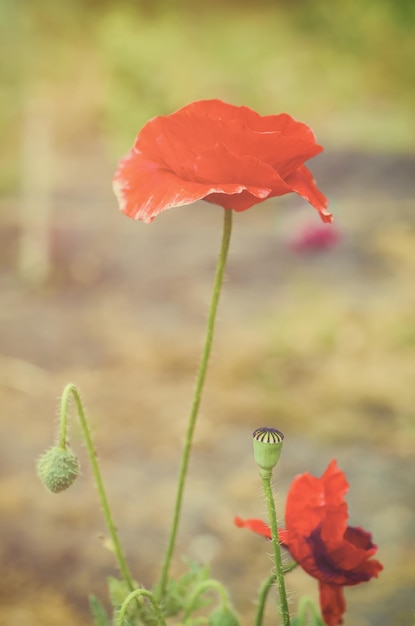 Red spring poppy