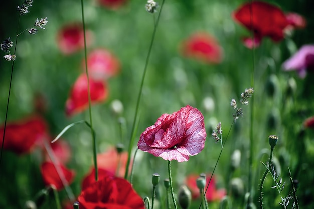 Red spring poppy