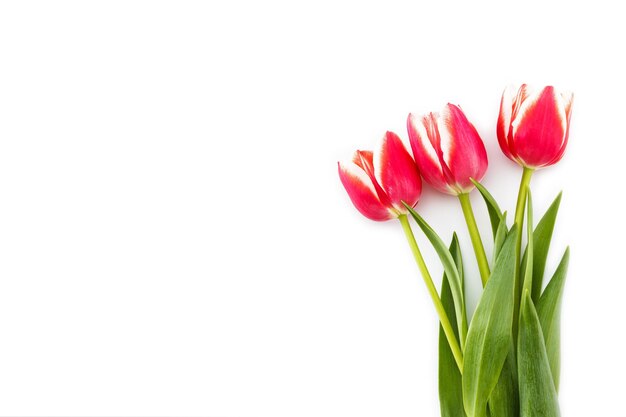 Red spring tulips frame with place for text isolated on white background