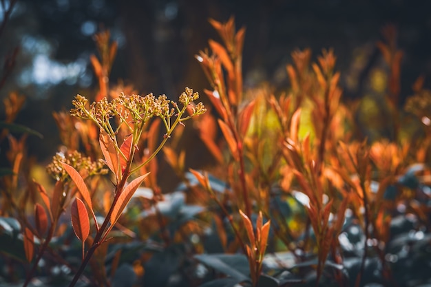 Red sprouts and buds of Red Robin