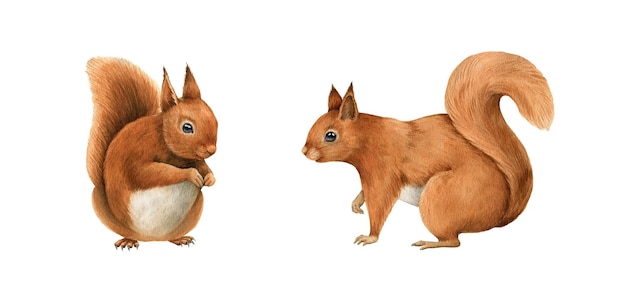 Red squirrel animals set Watercolor illustration Cute funny forest squirrels with fluffy fur