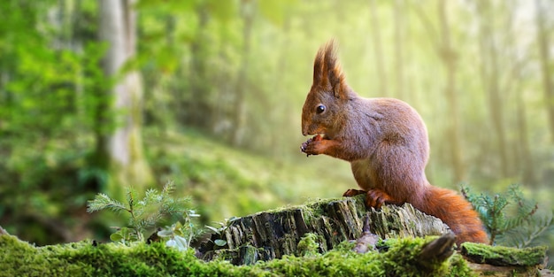 Red squirrel eating a nut in green spring forest with copy space.