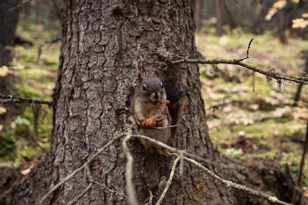 Red squirrel gnawing pine cone on branch in autumn forest