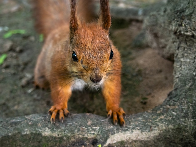 Red squirrel in the park close-up.