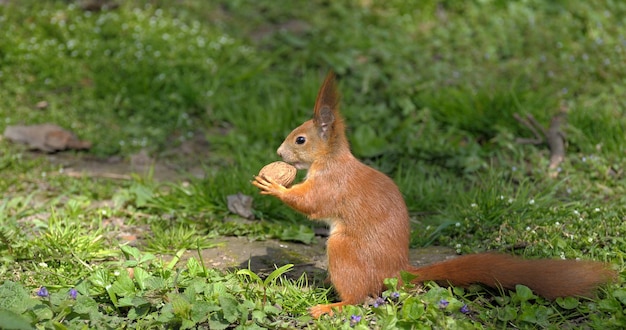 Red Squirrel (Sciurus vulgaris) taken at forest