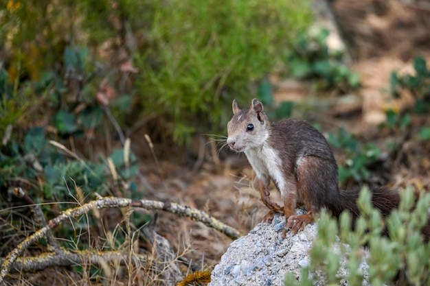 The red squirrel or simply common squirrel is a species of sciuromorph rodent in the family sciurida