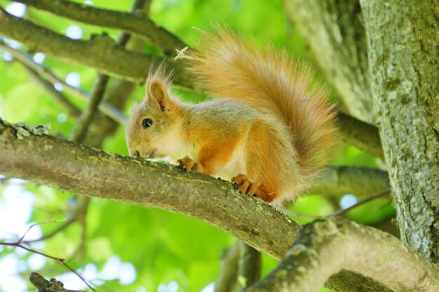 A red squirrel sits on a branch in a tree.