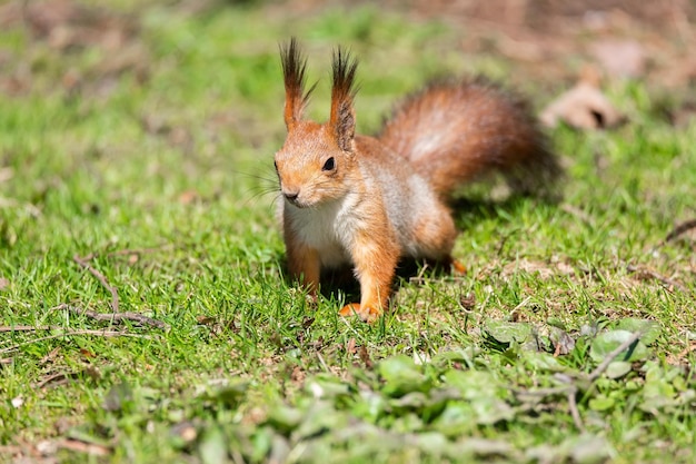 Red squirrel sits in the grass