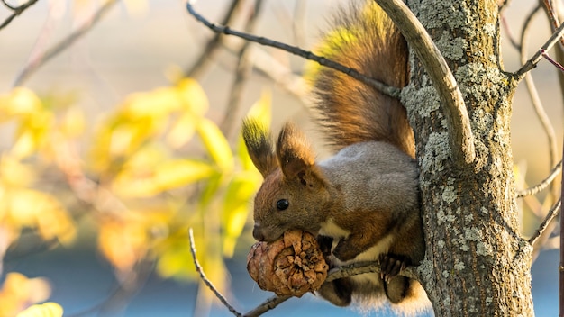 Red squirrel sits on the tree with a pine cone in autumn forest, Tomsk, Siberia