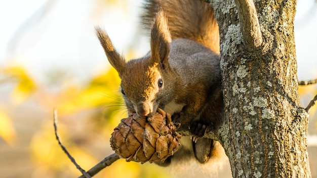 Red squirrel sits on the tree with a pine cone in autumn forest, Tomsk, Siberia