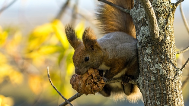 Red squirrel sits on the tree with a pine cone in autumn forest, Tomsk, Siberia