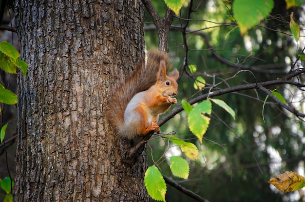 Red squirrel sitting on the tree