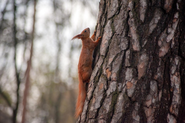 Red squirrel on tree at autumn forest