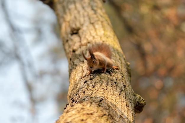 Red squirrel on tree at autumn forest