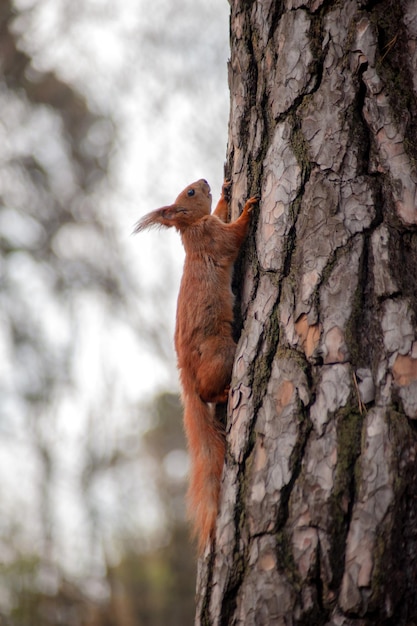 Red squirrel on tree at autumn forest