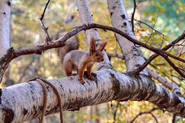 Red squirrel on a tree branch in the autumn park