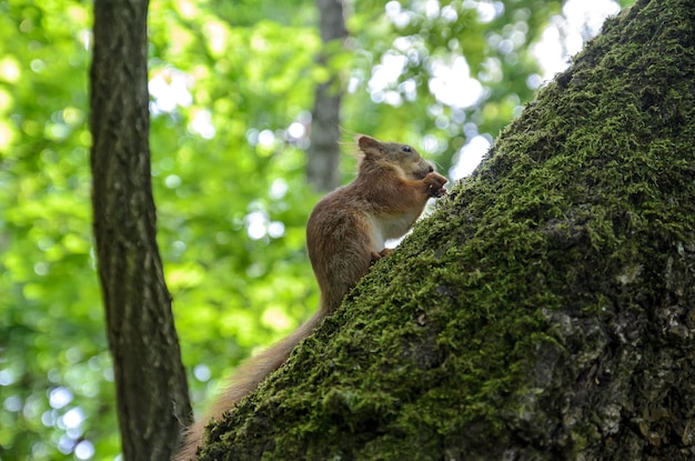 red squirrel on a tree in the forest