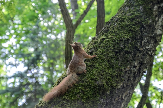 red squirrel on a tree in the forest