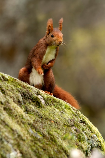 Photo red squirrel with the first lights of dawn on a rainy day in winter