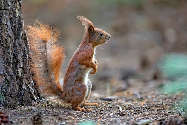 Red squirrel 