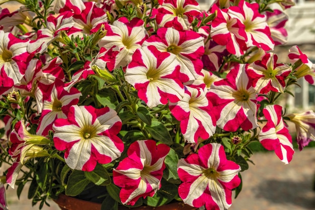 Red star surfinia flower on green leaves background