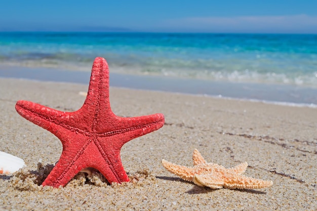 Red starfish by the foreshore in a desert beach