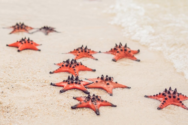 Red starfish on white sand on sunny tropical beach