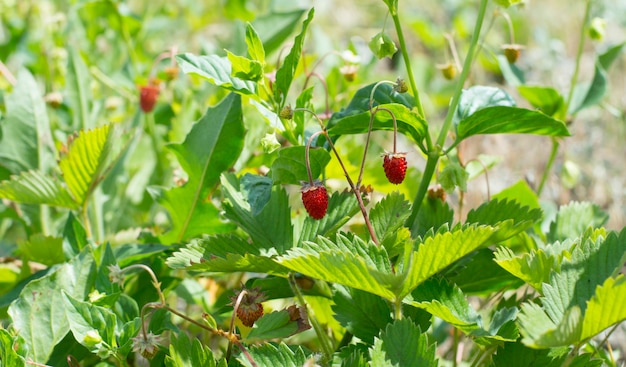 Red strawberries on a green background