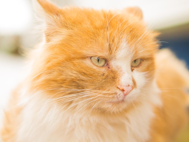 red stray cat on a bench closeup