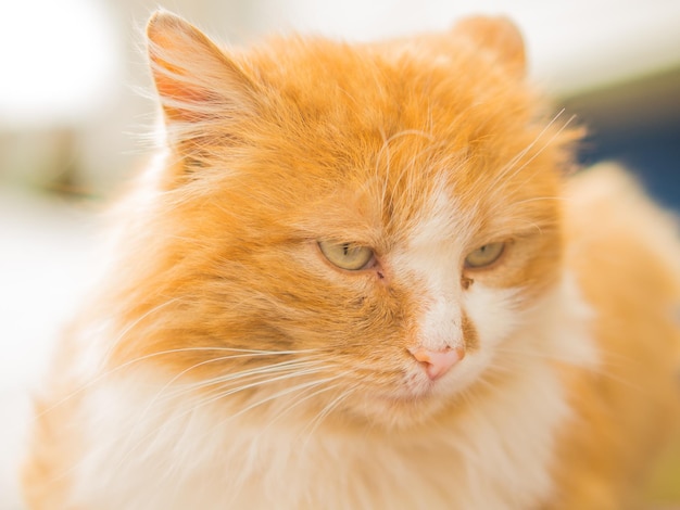 red stray cat on a bench closeup