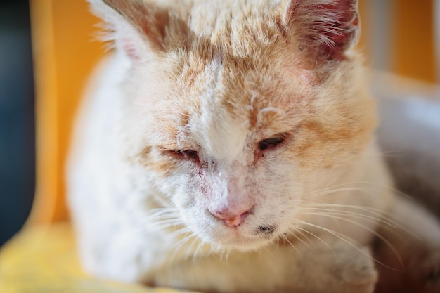 Red stray cat sleeps on a chair outdoors