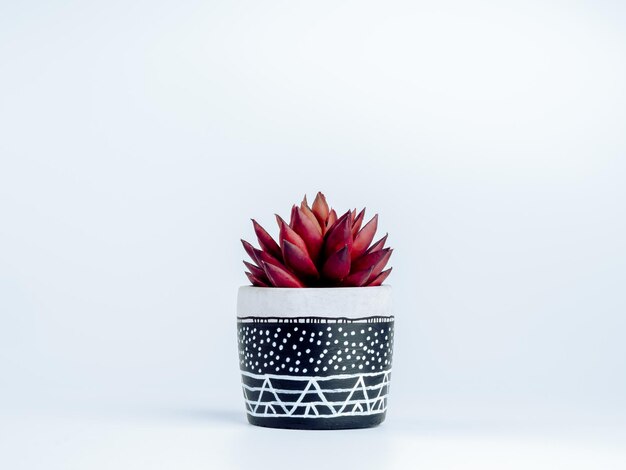 Red succulent plant in DIY painted concrete planter isolated on white background. The round cement plant pot has been drawn with white dots and strokes pattern on black background.